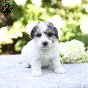 Rolo, Bich-Poo Puppy